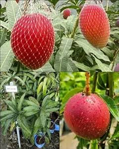 MIYAZAKI (Egg of the Sun)- Japanese Grafted MANGO Tree