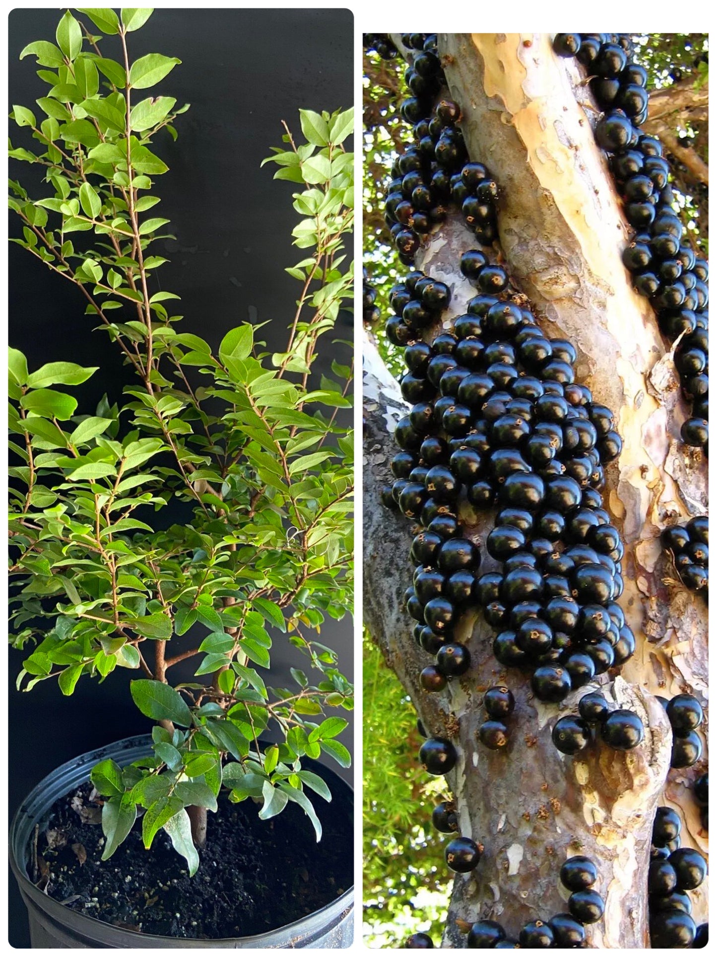 JABOTICABA SABARA/ Brazillian Grapetree/Myrciaria cauliflora/ Plinia Cauliflora/ Nho Thân Gỗ