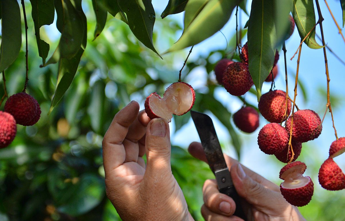 SEEDLESS LYCHEE Tree. Cây Vải Không Hạt