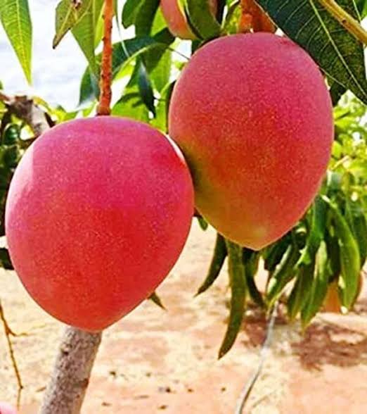 MIYAZAKI (Egg of the Sun)- Japanese Grafted MANGO Tree