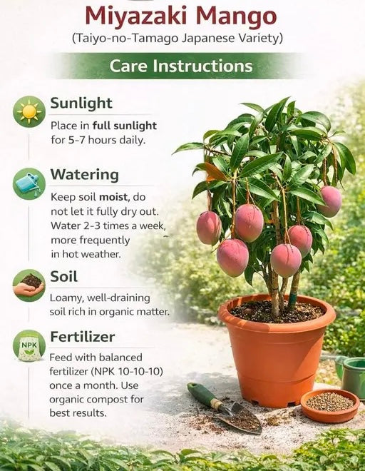 MIYAZAKI (Egg of the Sun)- Japanese Grafted MANGO Tree