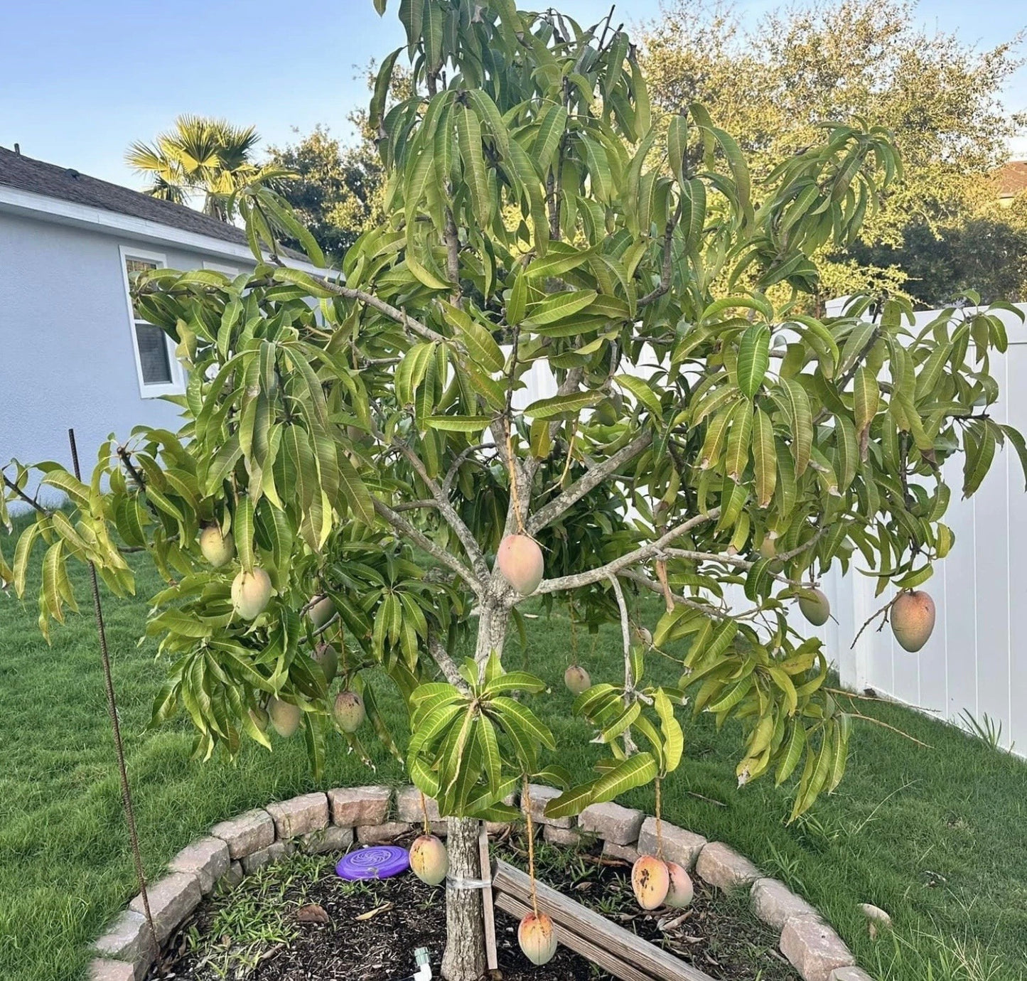 RAPOZA Mango Tree