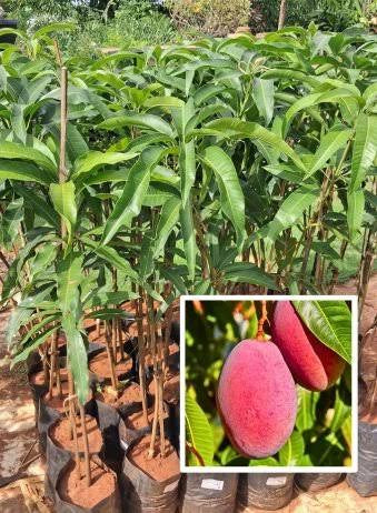 MIYAZAKI (Egg of the Sun)- Japanese Grafted MANGO Tree