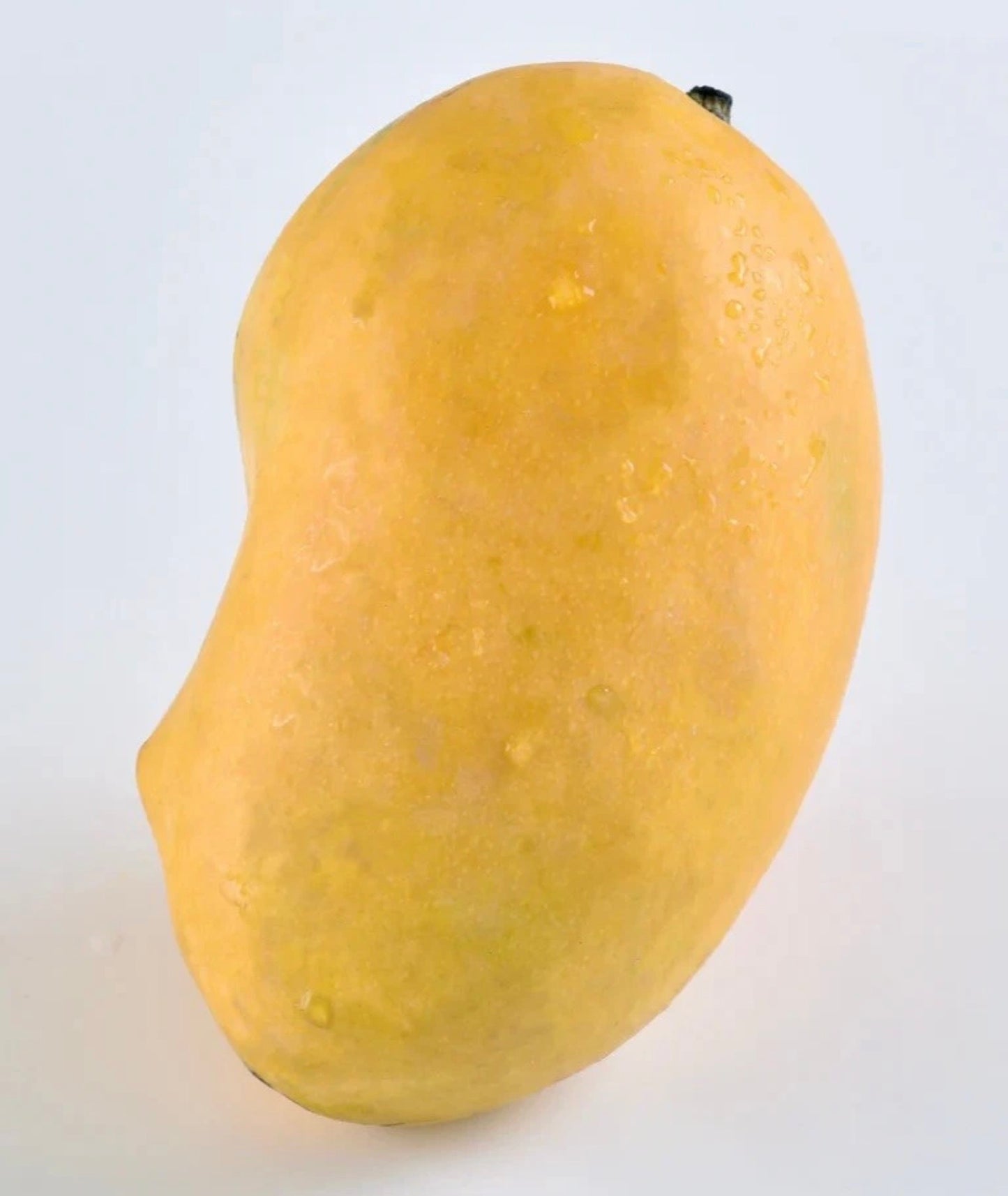 CHAUNSA Indian Mango Tree