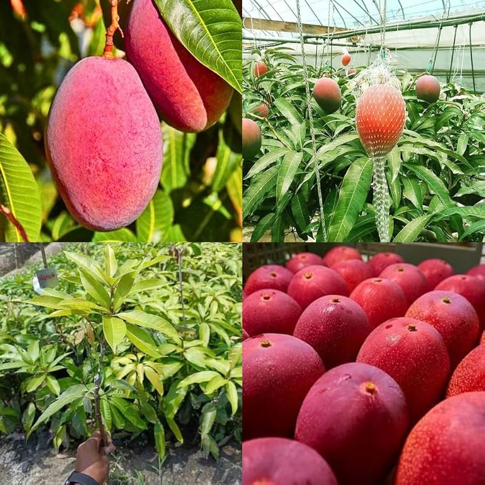 MIYAZAKI (Egg of the Sun)- Japanese Grafted MANGO Tree