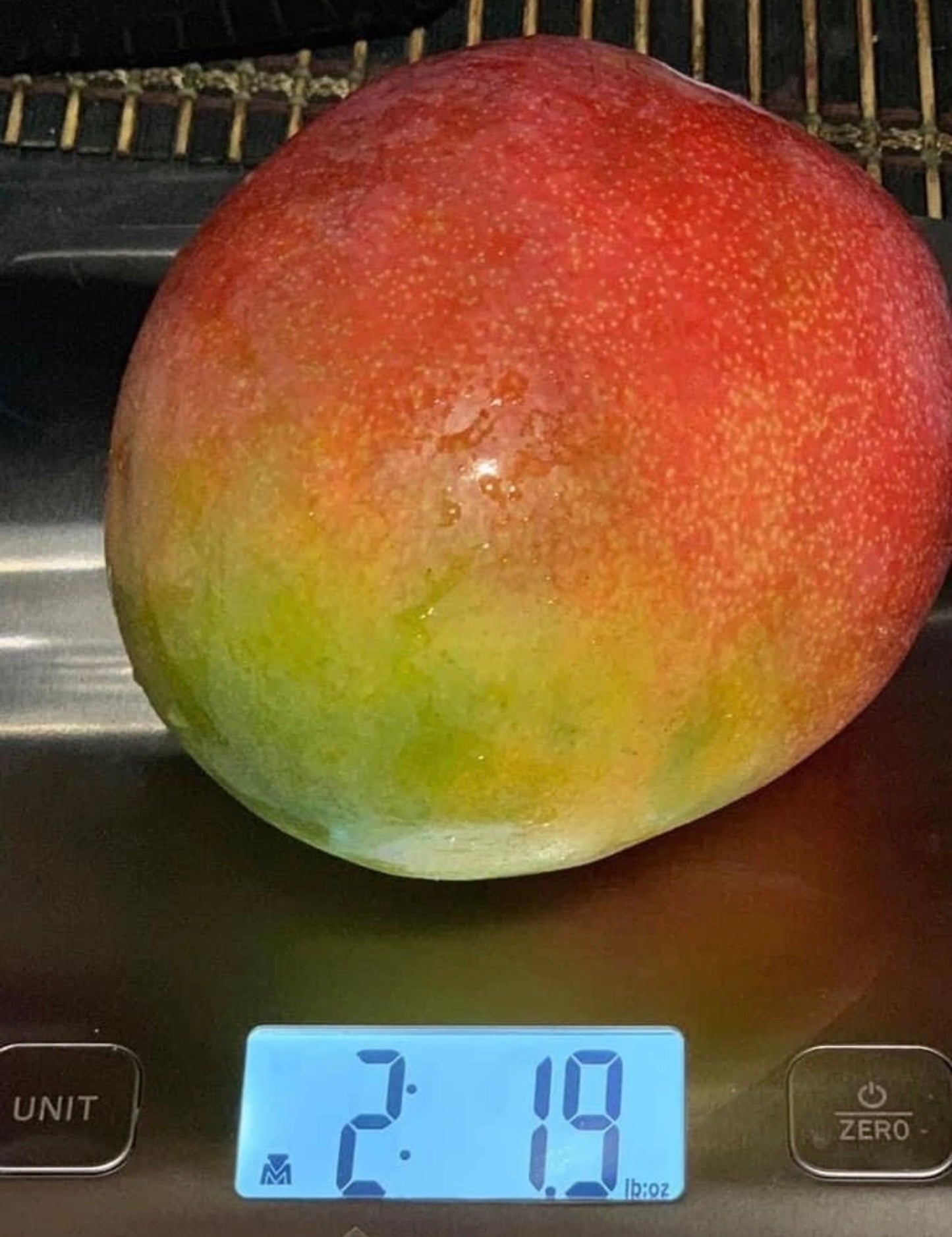 RAPOZA Mango Tree