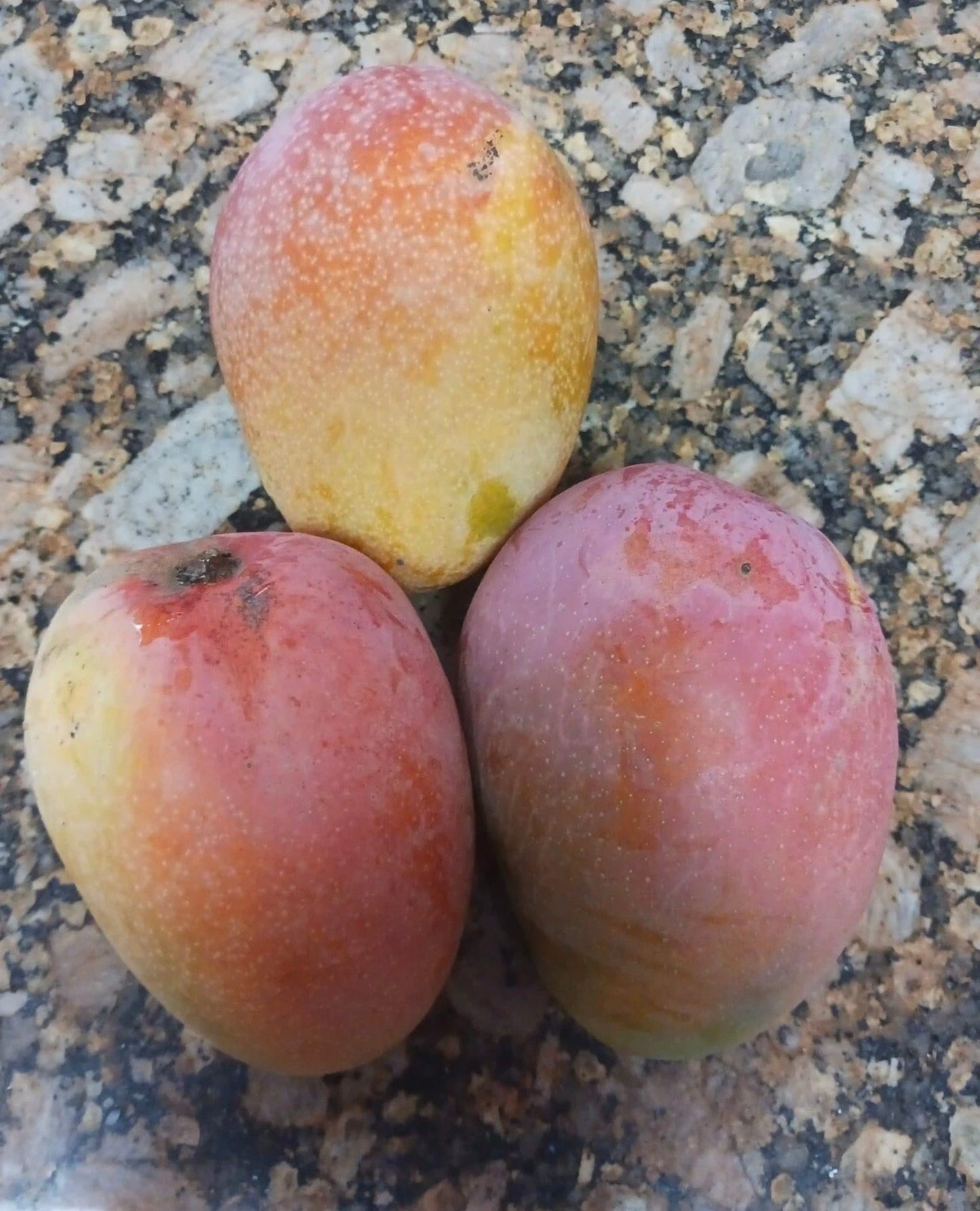 RAPOZA Mango Tree