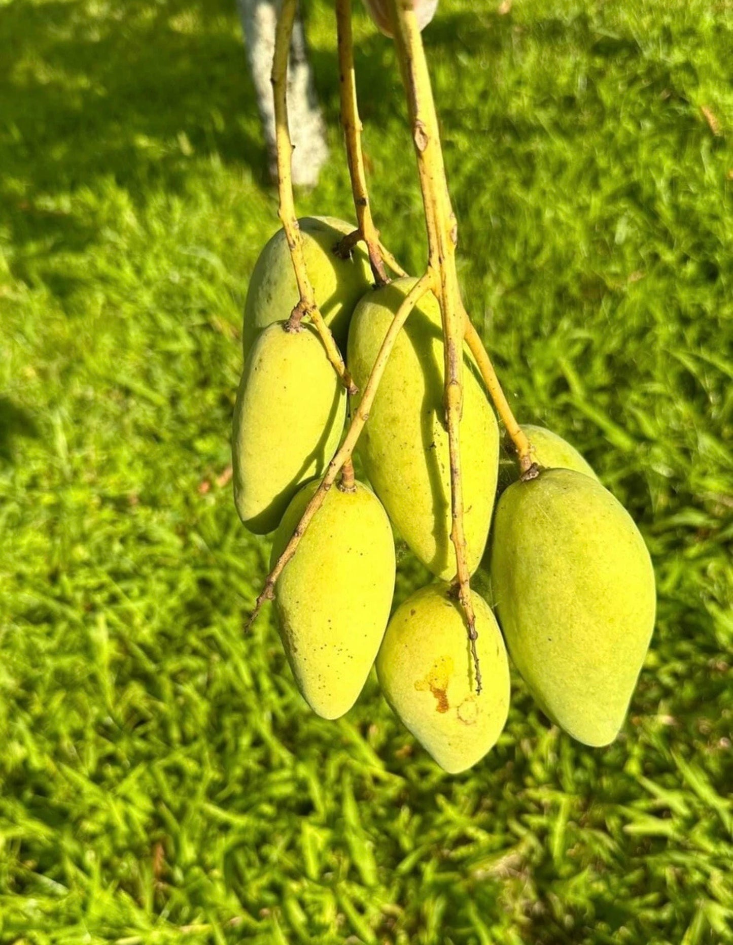CARABAO Grafted MANGO Tree