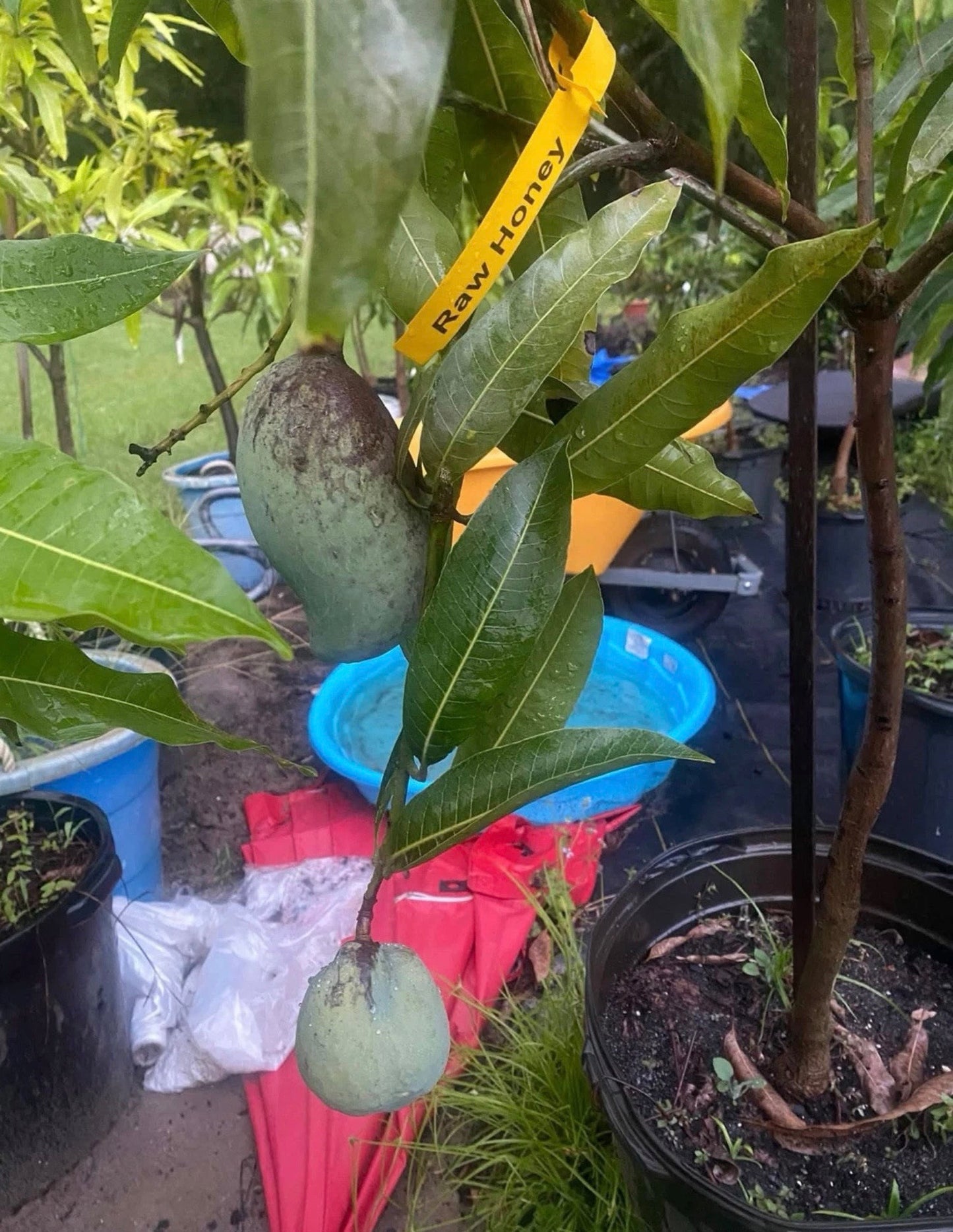 RAW HONEY Grafted Mango Tree