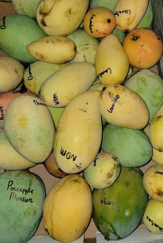 CARABAO Grafted MANGO Tree
