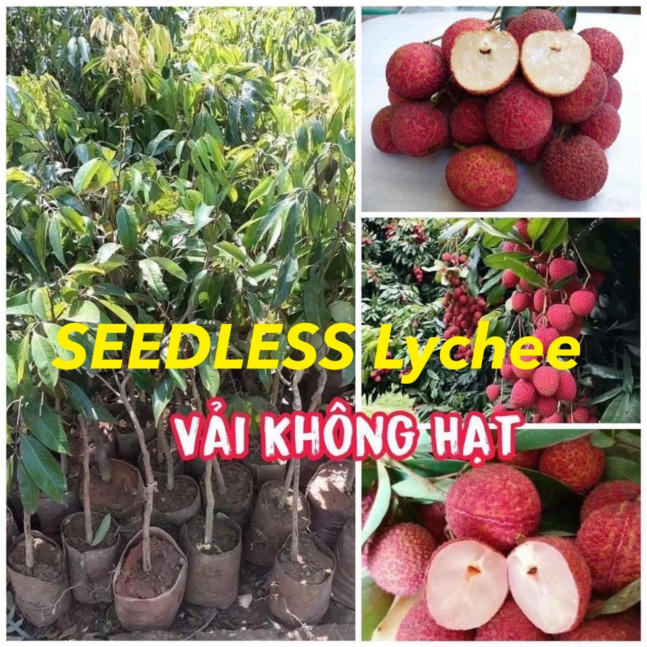 SEEDLESS LYCHEE Tree. Cây Vải Không Hạt