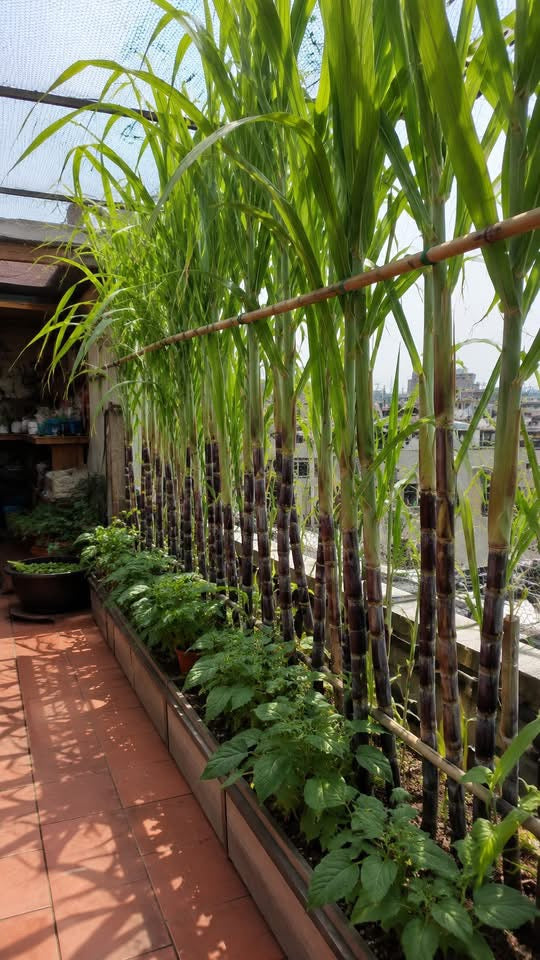 Sturdy Bamboo Stakes Tonkin Plant Garden Accessories