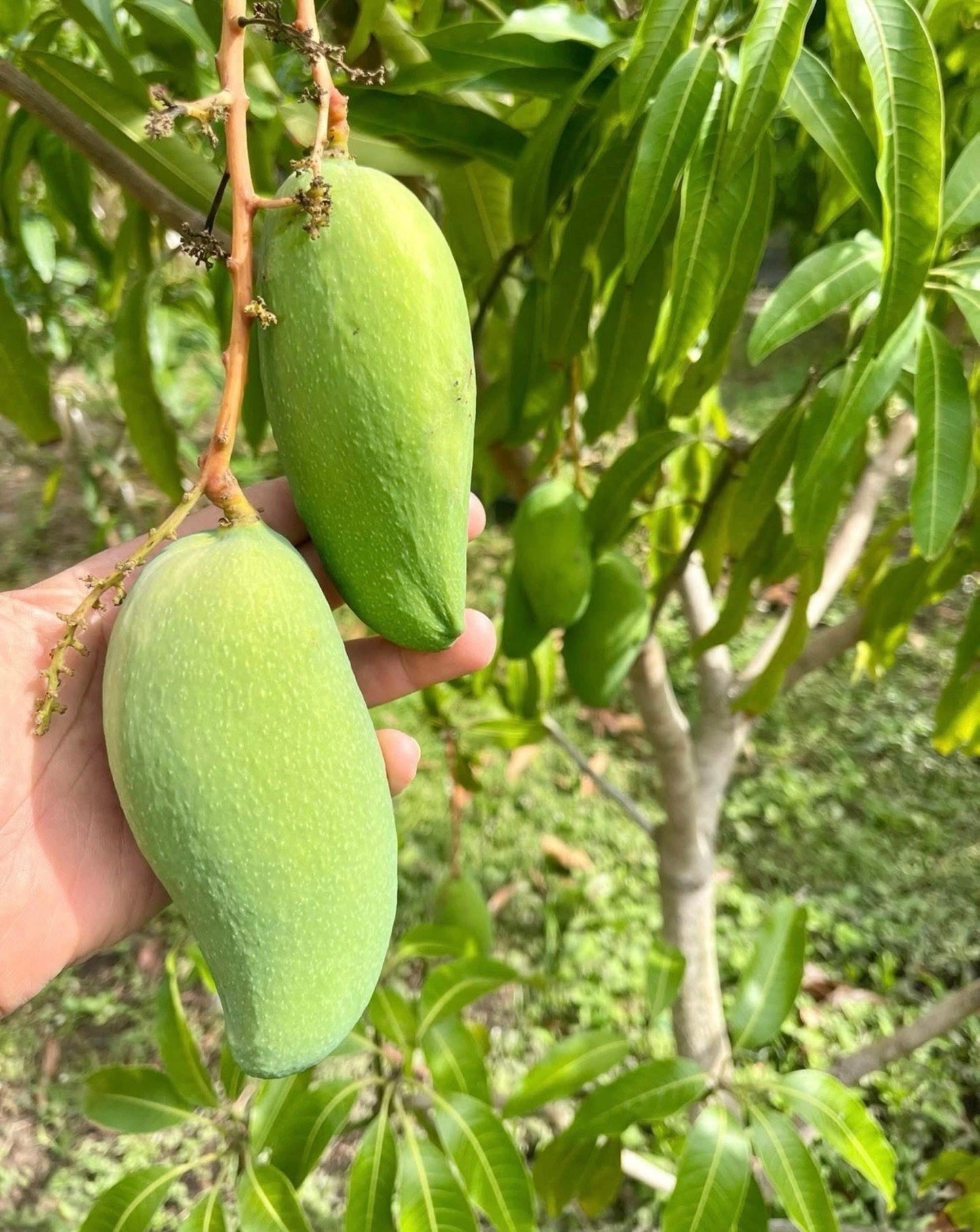 RAW HONEY Grafted Mango Tree