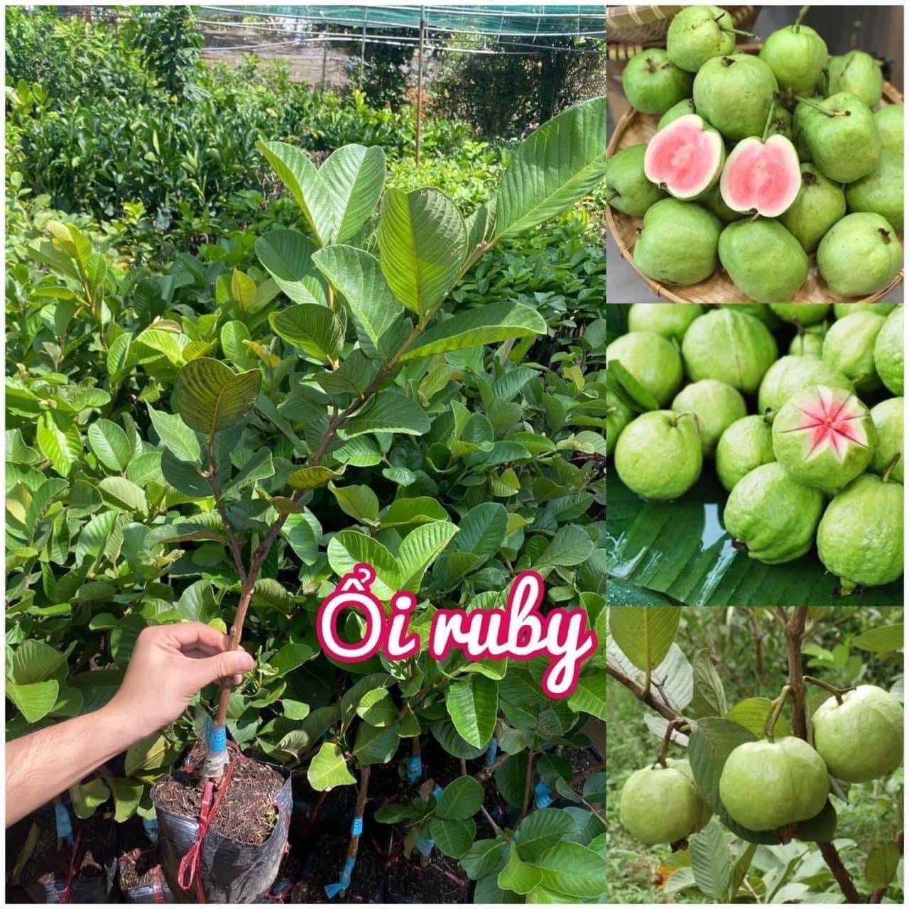 RUBY SUPREME GUAVA Tree (Psidium Guava)