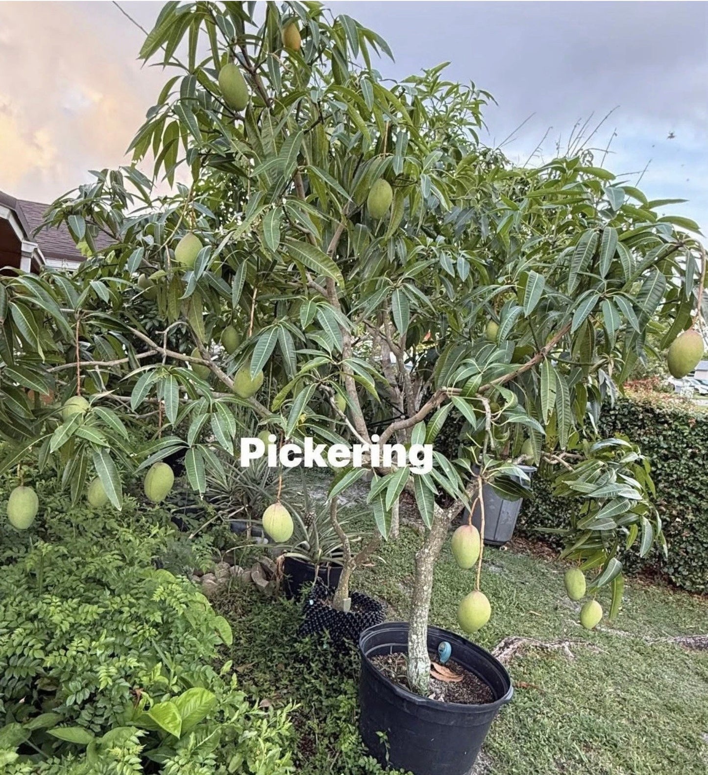 PICKERING Grafted Mango Tree