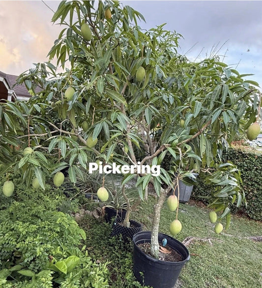 PICKERING Grafted Mango Tree