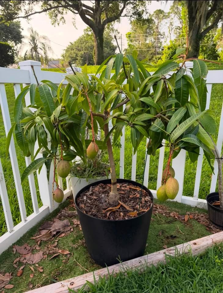 PICKERING Grafted Mango Tree
