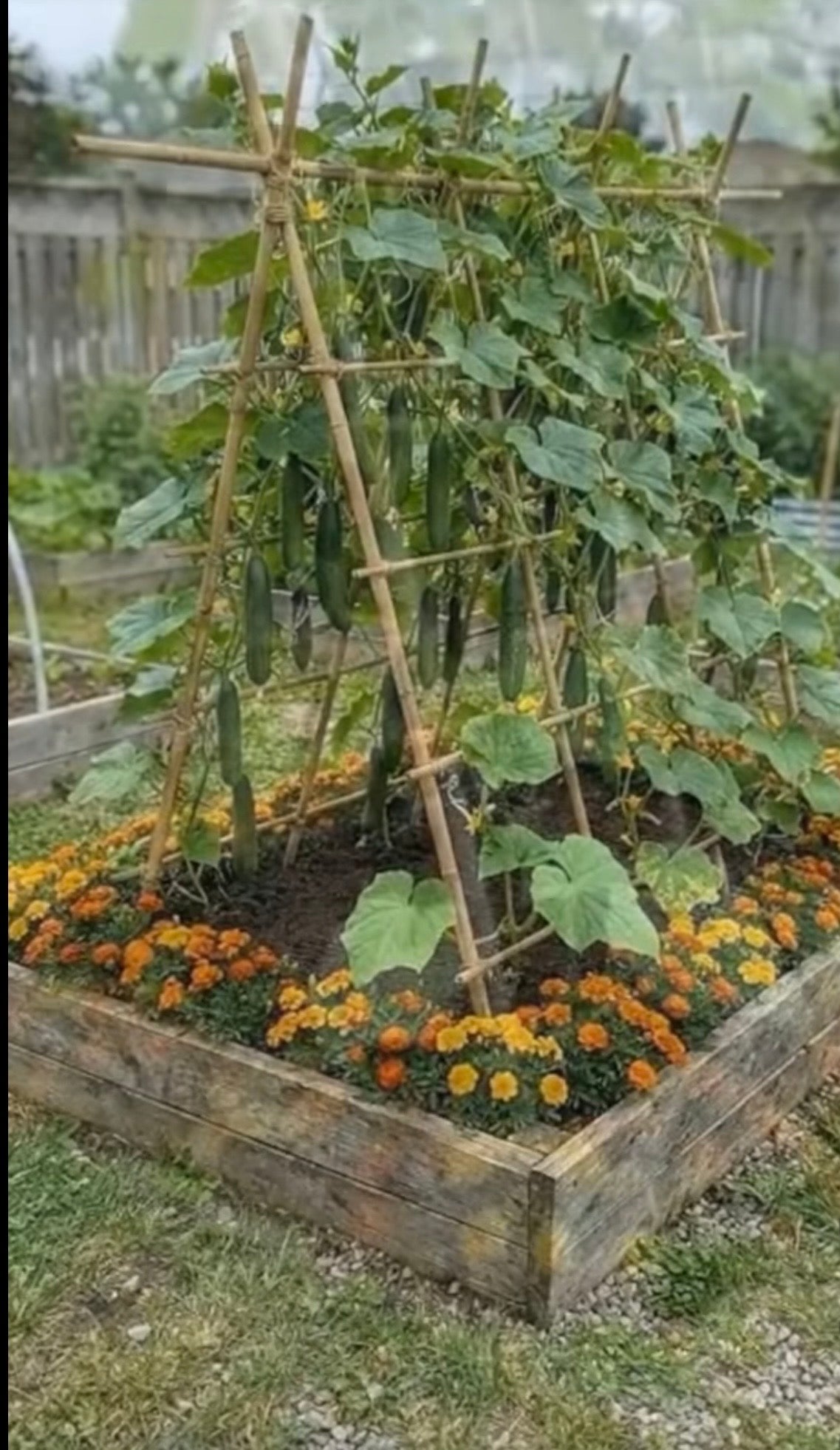 Sturdy Bamboo Stakes Tonkin Plant Garden Accessories