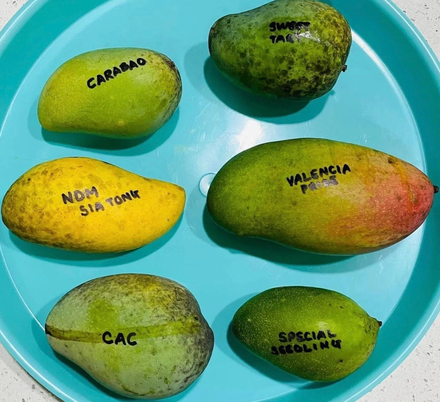 CARABAO Grafted MANGO Tree