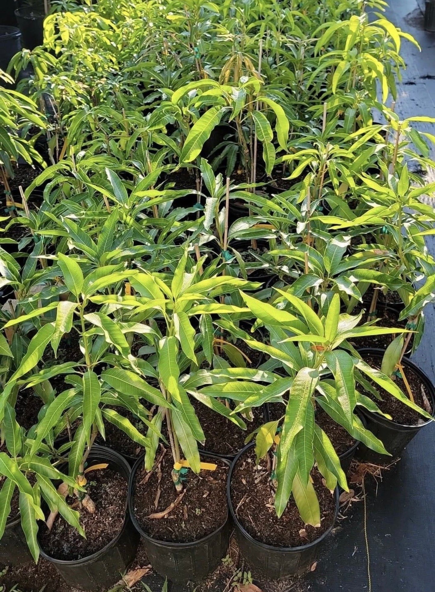 SUNRISE Grafted MANGO Tree Ready To Fruit. Ship by UPS