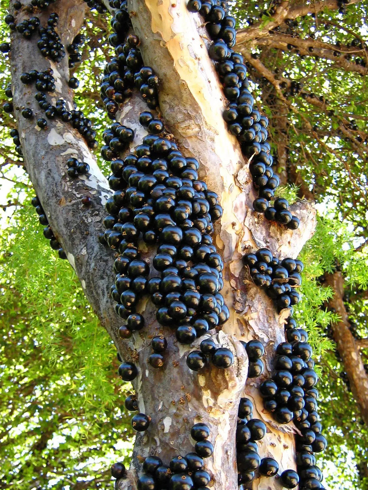 JABOTICABA SABARA/ Brazillian Grapetree/Myrciaria cauliflora/ Plinia Cauliflora/ Nho Thân Gỗ