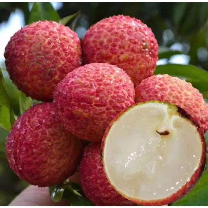 SEEDLESS LYCHEE Tree. Cây Vải Không Hạt