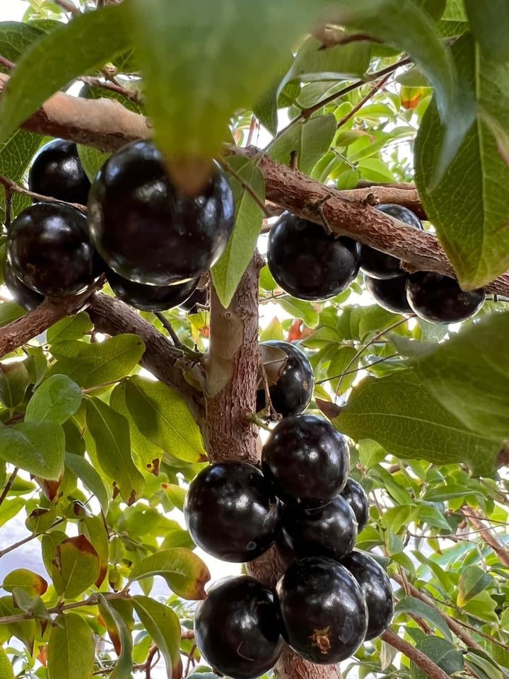 JABOTICABA SABARA/ Brazillian Grapetree/Myrciaria cauliflora/ Plinia Cauliflora/ Nho Thân Gỗ