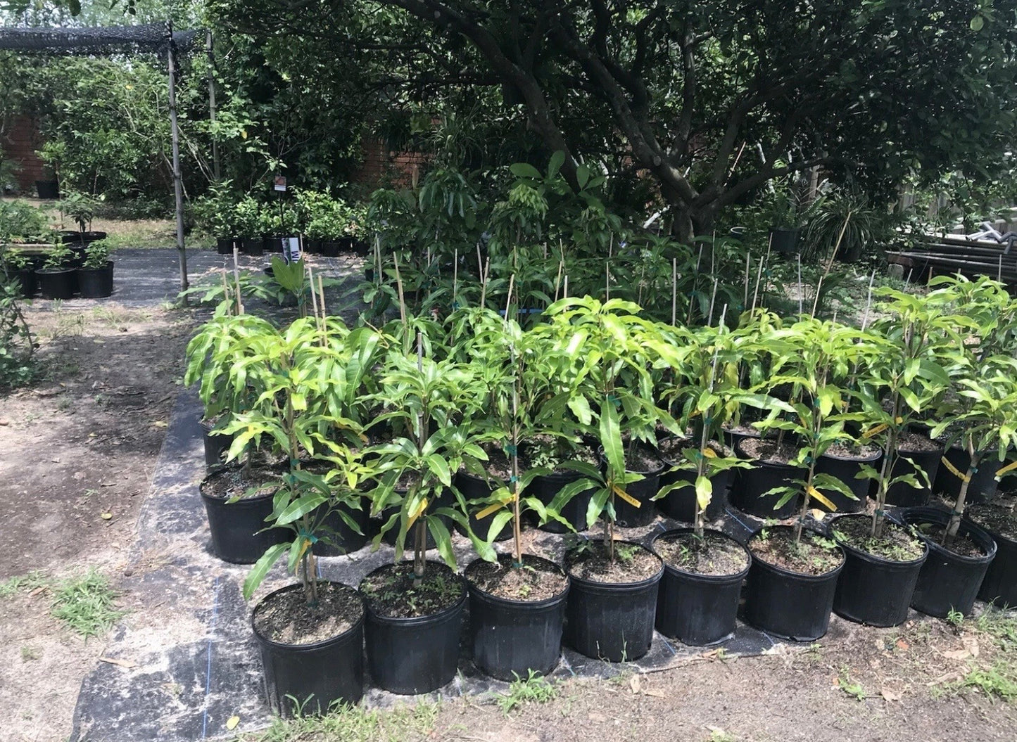 SUNRISE Grafted MANGO Tree Ready To Fruit. Ship by UPS