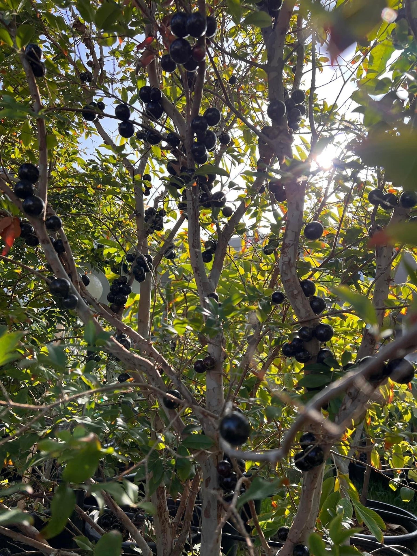 JABOTICABA SABARA/ Brazillian Grapetree/Myrciaria cauliflora/ Plinia Cauliflora/ Nho Thân Gỗ