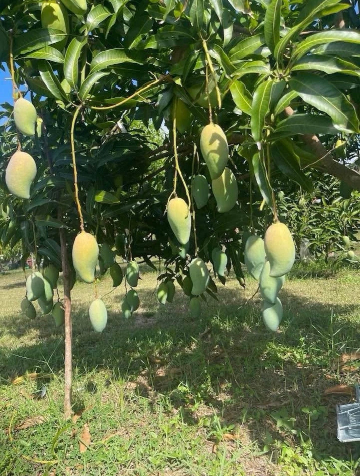 RAW HONEY Grafted Mango Tree