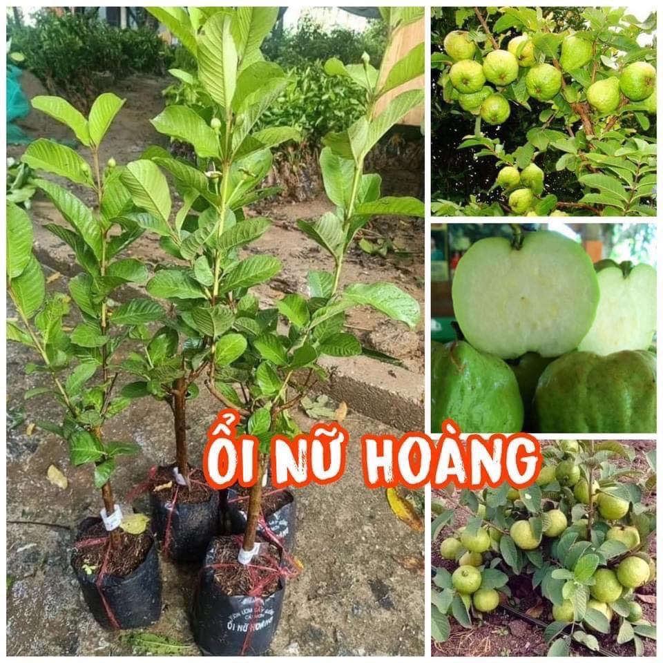 Queen Guava Tree- Ổi NỮ HOÀNG