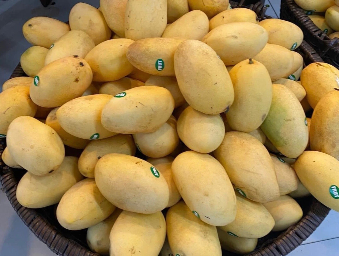 CARABAO Grafted MANGO Tree