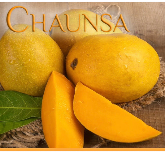CHAUNSA Indian Mango Tree