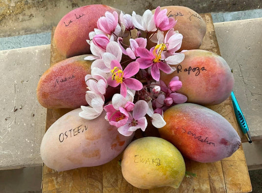 RAPOZA Mango Tree