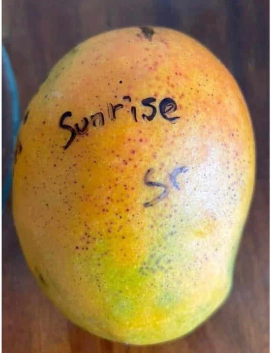 SUNRISE Grafted MANGO Tree Ready To Fruit. Ship by UPS