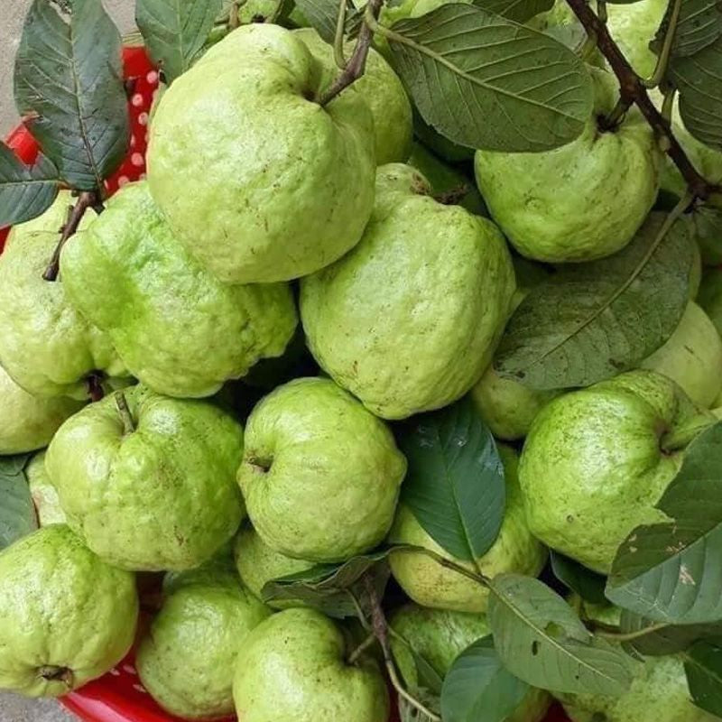 Queen Guava Tree- Ổi NỮ HOÀNG