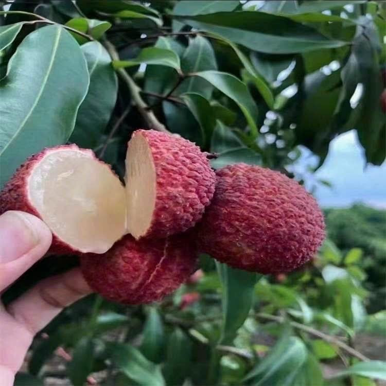 SEEDLESS LYCHEE Tree. Cây Vải Không Hạt