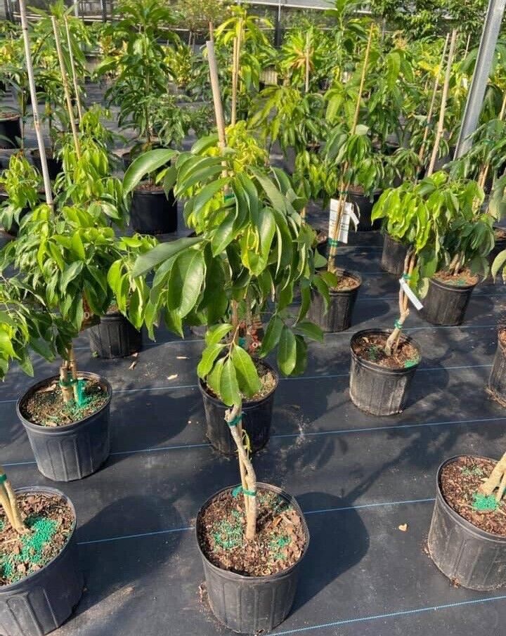 SEEDLESS LYCHEE Tree. Cây Vải Không Hạt