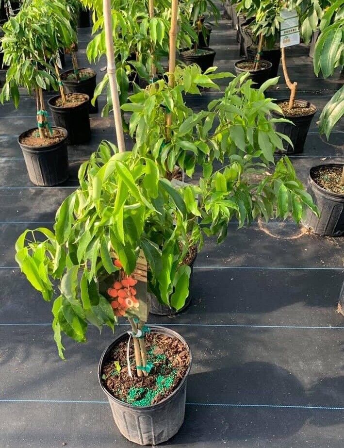 SEEDLESS LYCHEE Tree. Cây Vải Không Hạt