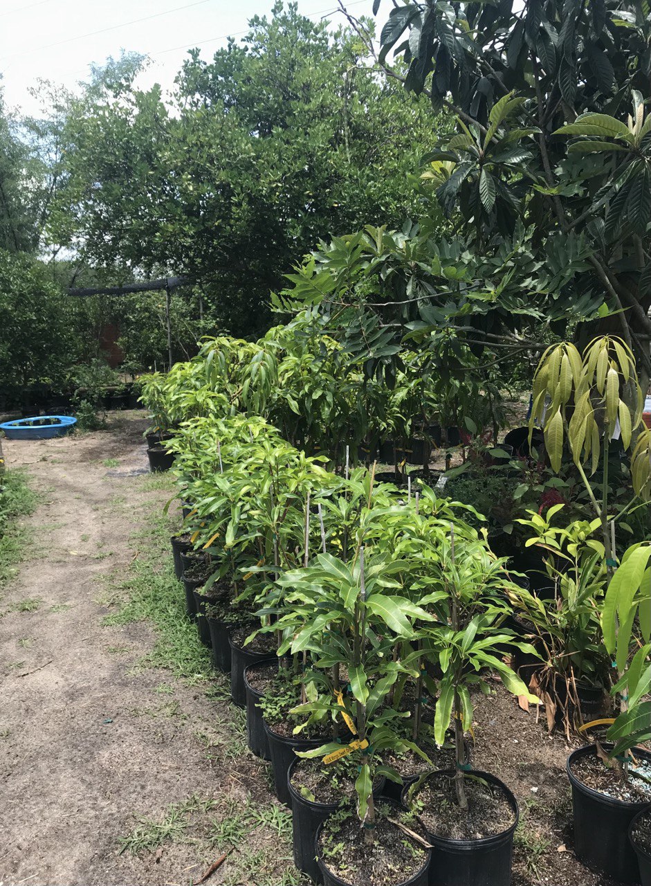 SUNRISE Grafted MANGO Tree Ready To Fruit. Ship by UPS