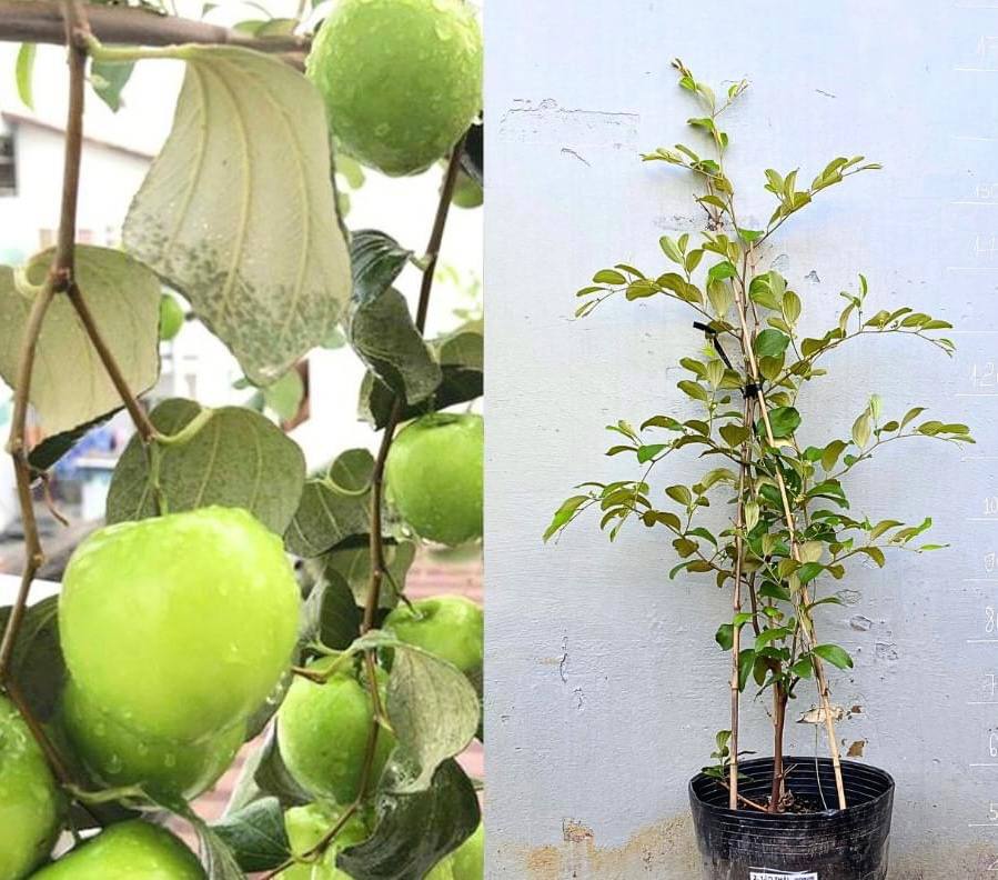 THAI JUJUBE/Thai Giant/Indian Thornless Jujube/Apple Jujube/Taiwan Giant Jujube