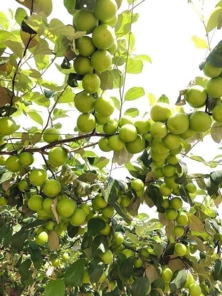 THAI JUJUBE/Thai Giant/Indian Thornless Jujube/Apple Jujube/Taiwan Giant Jujube