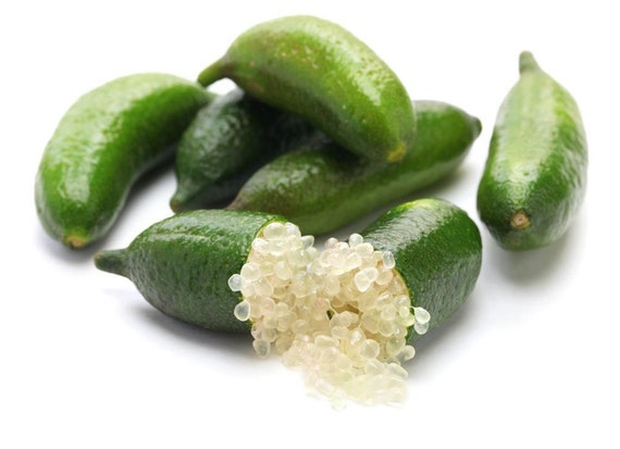 AUSTRALIAN FINGER LIME. Caviar Citrus/ Giant Finger Lime/ Chanh ngon tay