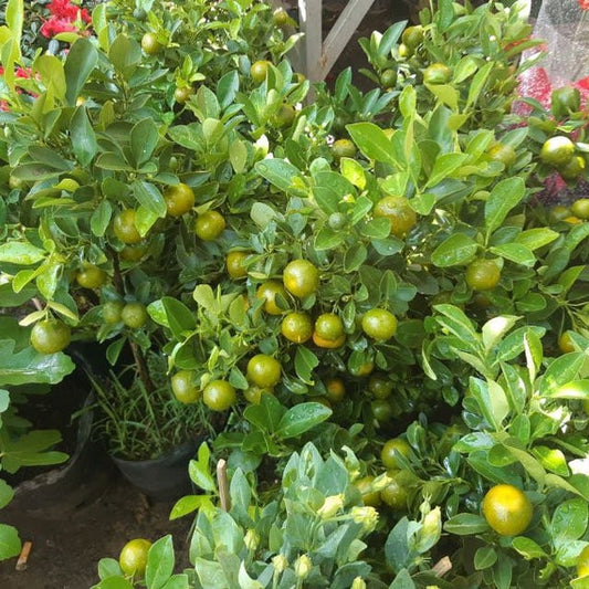 CALAMONDIN/Calamansi/ Sour Philippines Calamansi Live Plant/ Cây Tắc Chua trái tròn