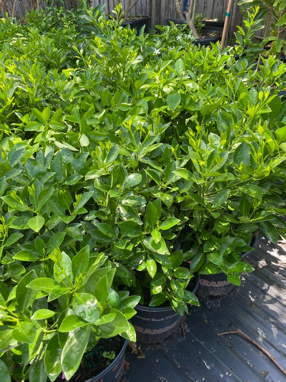 CALAMONDIN/Calamansi/ Sour Philippines Calamansi Live Plant/ Cây Tắc Chua trái tròn