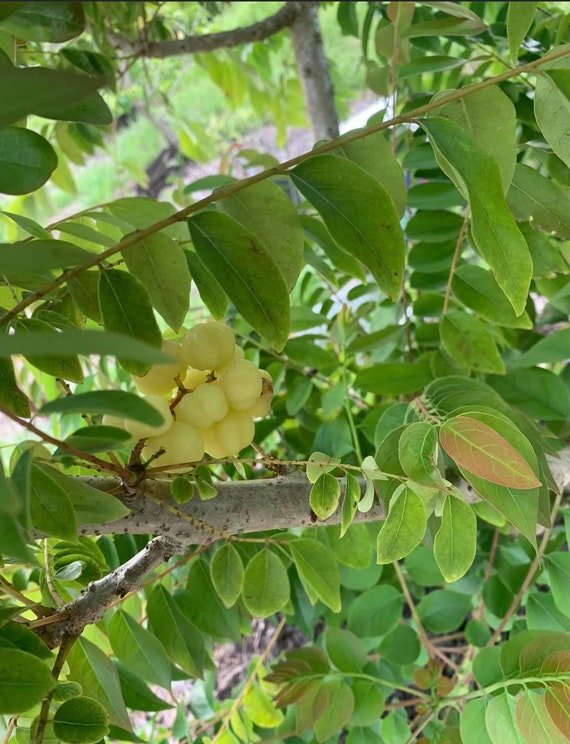 STAR GOOSEBERRY/ GROSELLA/ Sour Gooseberry. Cây Chùm Ruột