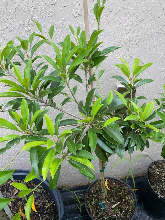 TIKAL SAPODILLA Tree (Manilkara zapota)