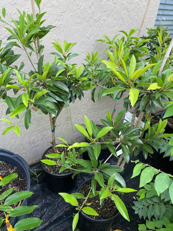 TIKAL SAPODILLA Tree (Manilkara zapota)