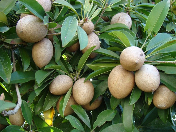 Big 15Gal ALANO SAPODILLA (Manilkara zapota)