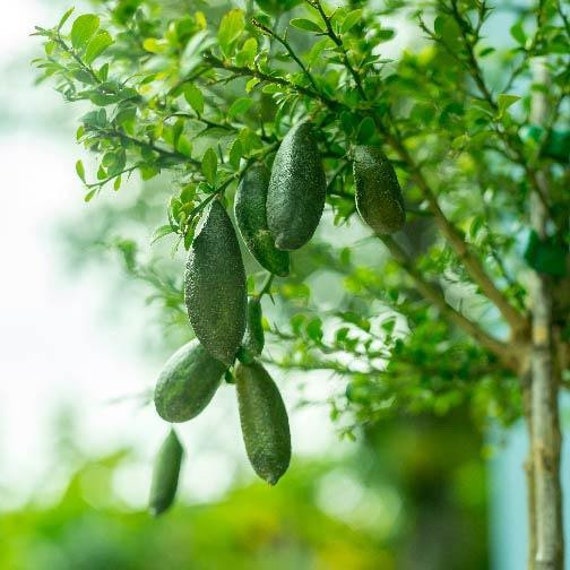 AUSTRALIAN FINGER LIME. Caviar Citrus/ Giant Finger Lime/ Chanh ngon tay